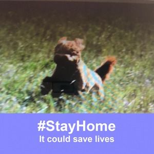 Meet your Posher, Sandy